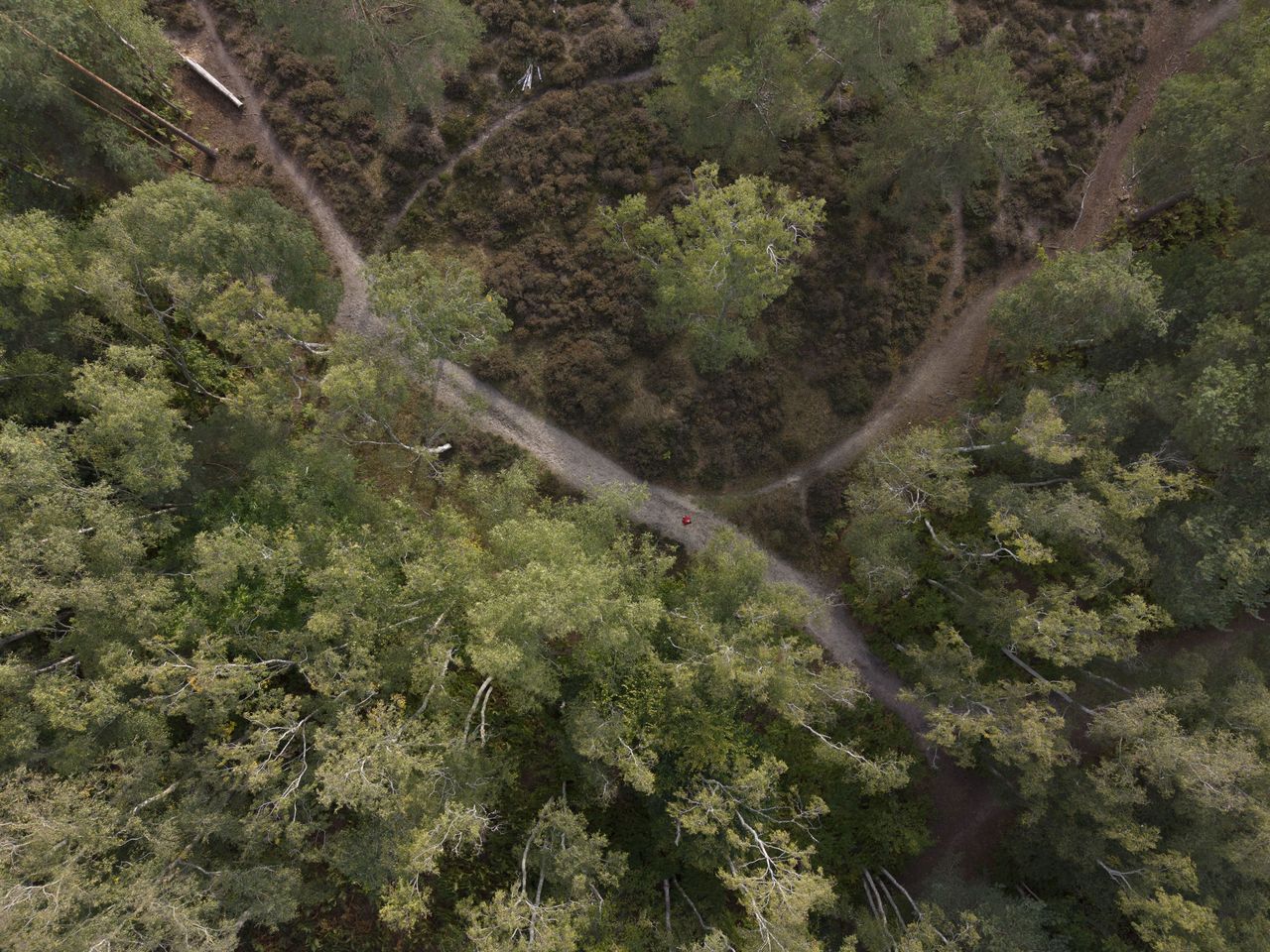 DJI Mini 5 Pro sample photos: an aerial view of a woodland