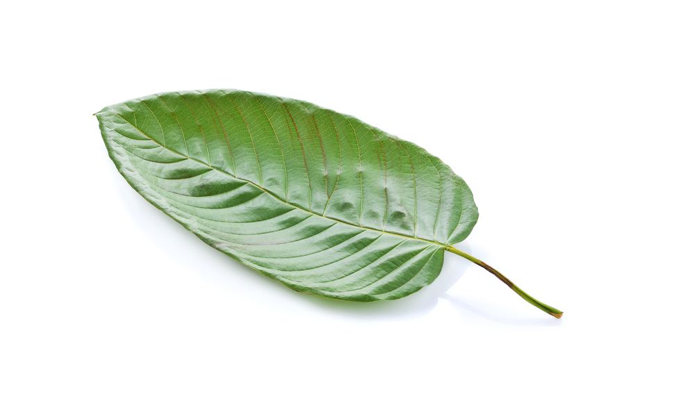 kratom, kratom leaf