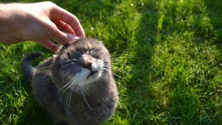 Grey cat being stroked by hand