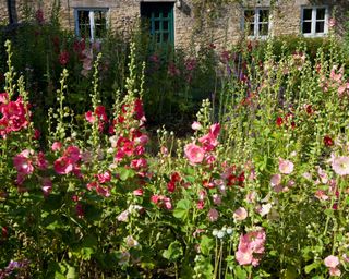 hollyhocks in cottage garden