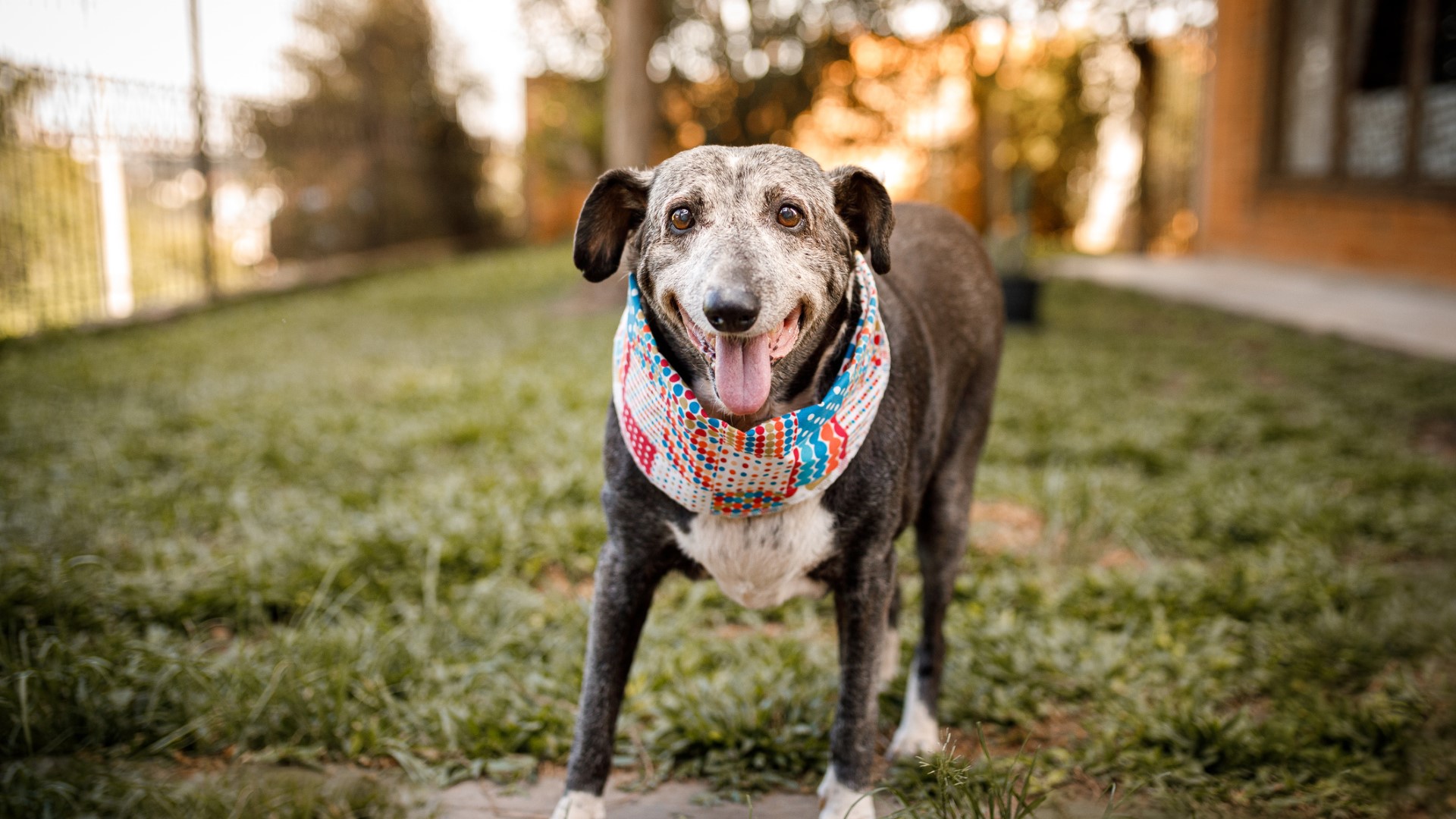 an old dog standing outside and wearing a colorful, quilted scarf looks into the camera