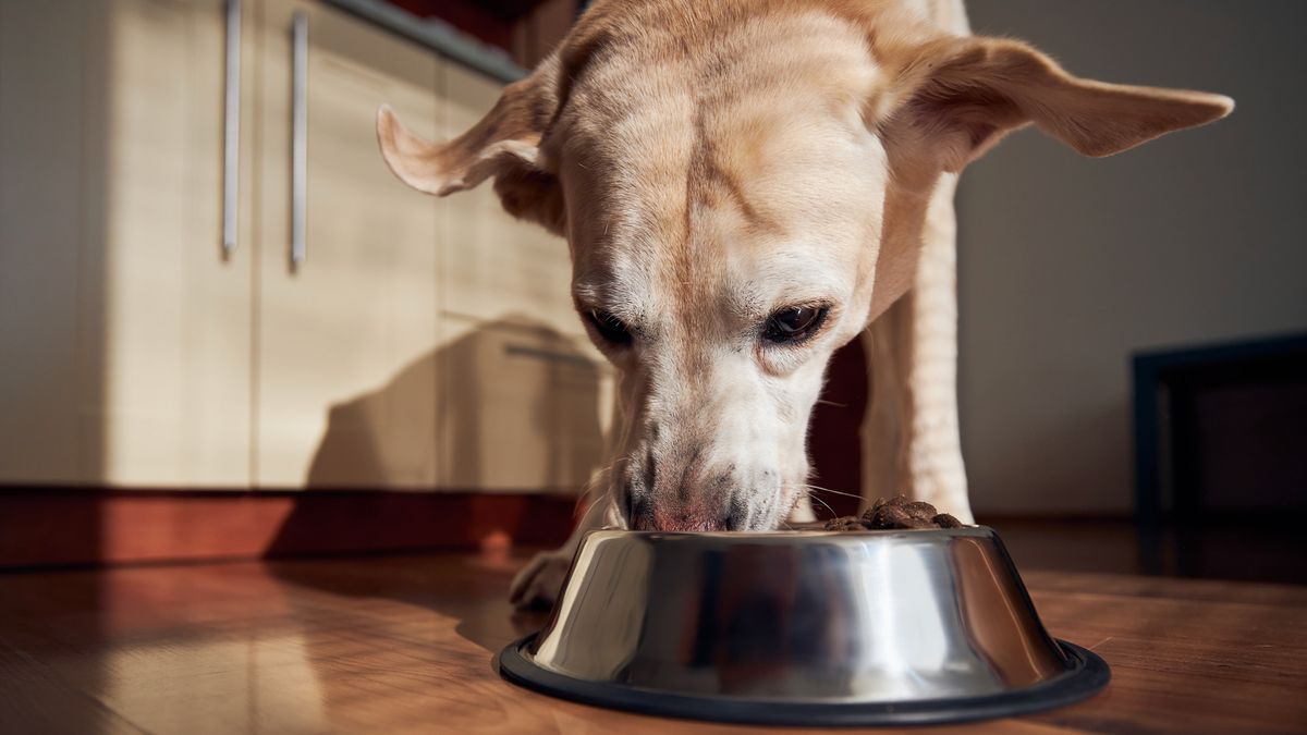 Why does my dog eat fast? PetsRadar