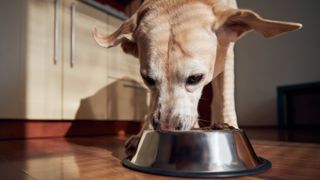 Dog eating food from its bowl