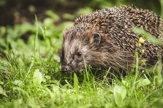 hedgehog in garden Unsplash/AlexasFotos