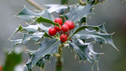 A close-up of holly