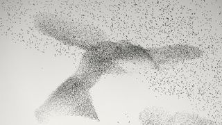 A mass of starlings forms a large bird shape in the sky.