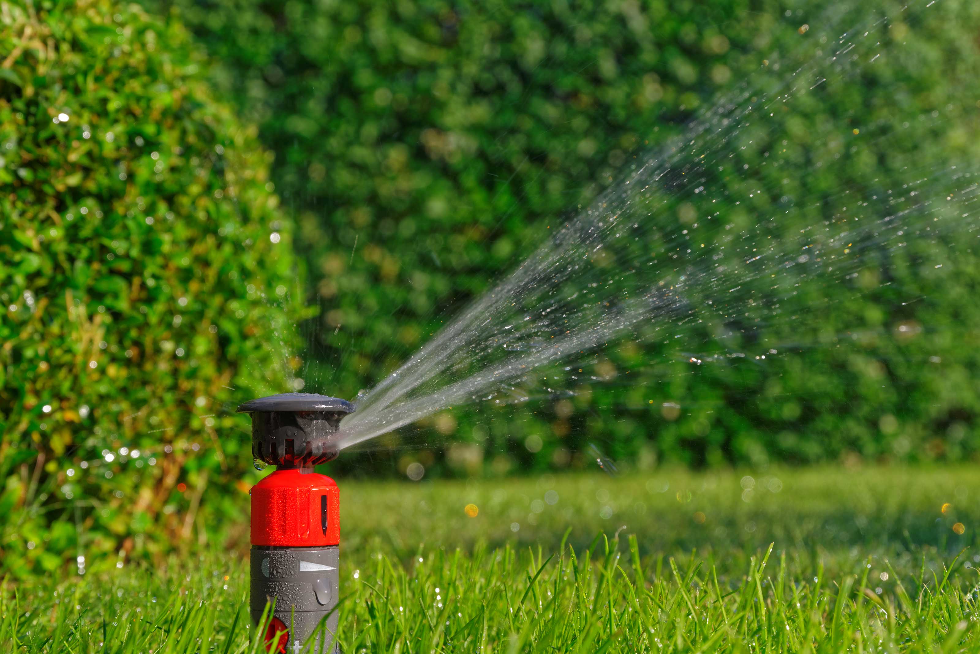 red sprinkler on lawn to get rid of rabbits