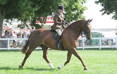 TOWER BRIDGE, owned by H M The Queen and ridden by Katie Jerram; Champion Ridden Hunter at The Royal Norfolk Show, near Norwich, Norfolk, UK on 1st July 2015