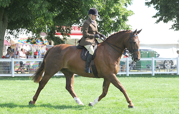 TOWER BRIDGE, owned by H M The Queen and ridden by Katie Jerram; Champion Ridden Hunter at The Royal Norfolk Show, near Norwich, Norfolk, UK on 1st July 2015