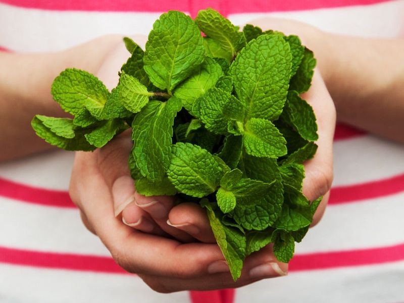 Tips & Information about Mint Gardening Know How