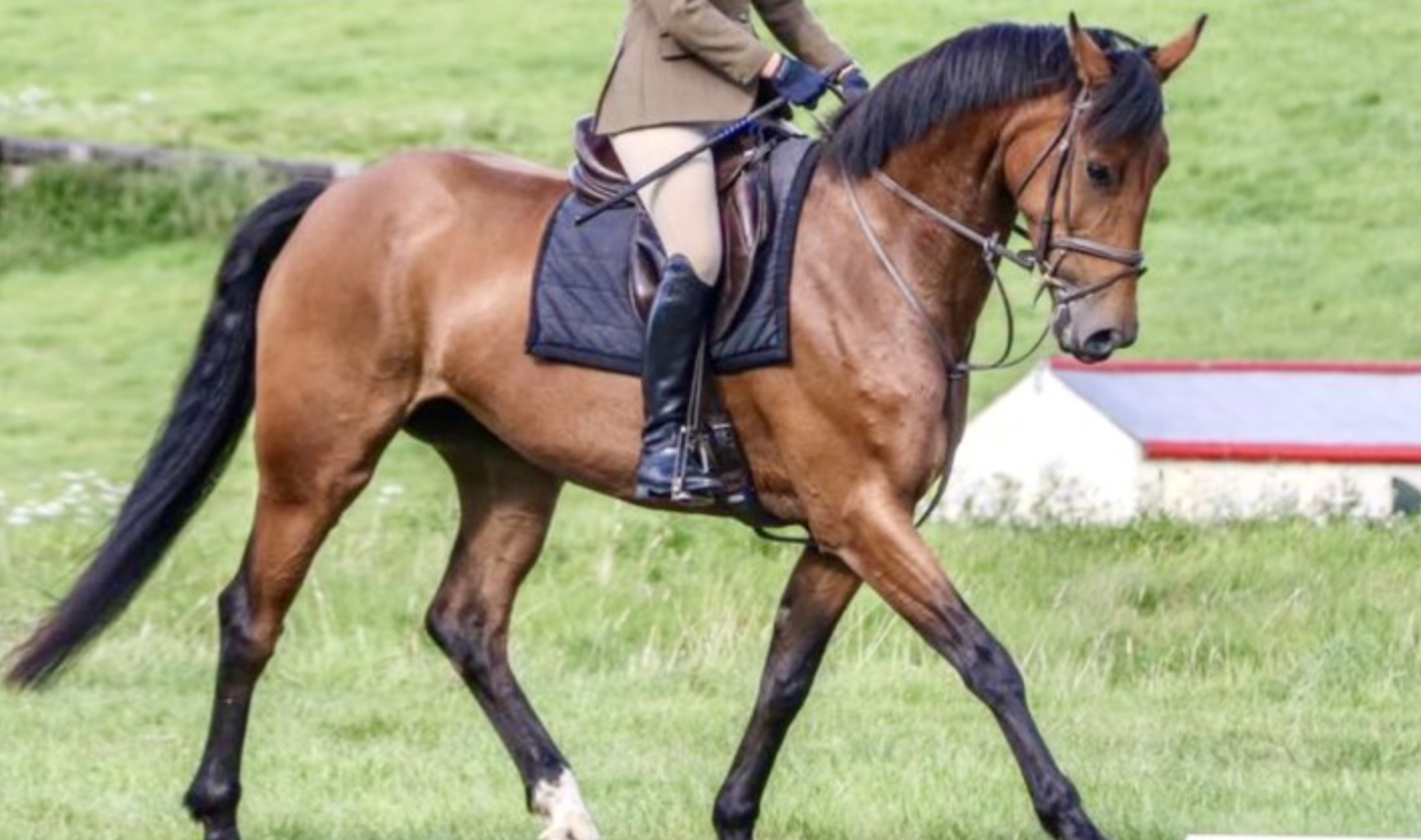 event horses for sale