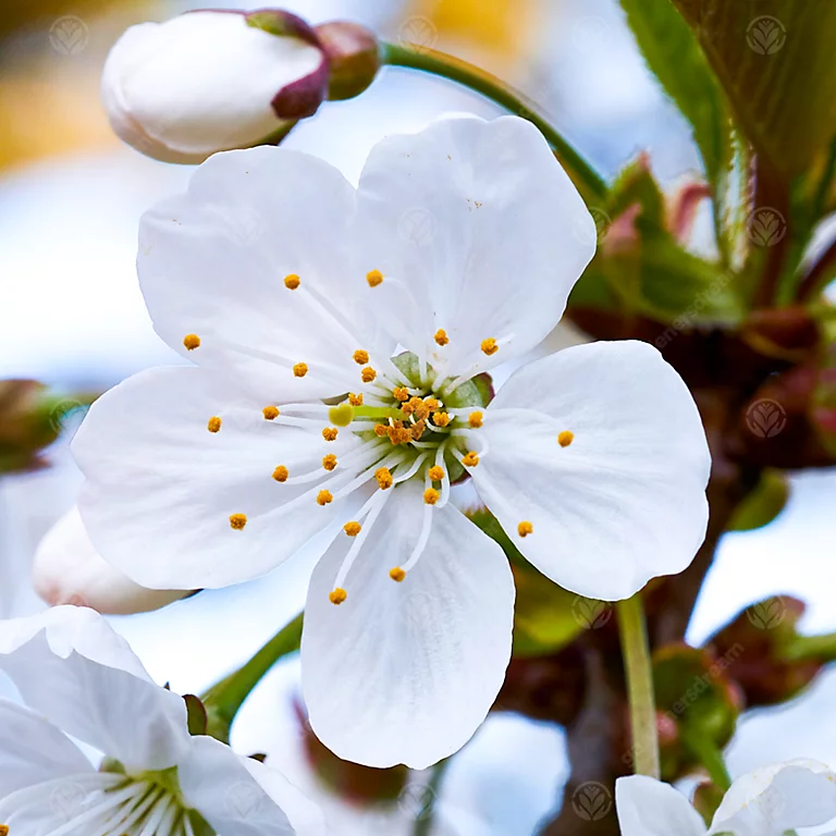 Prunus Taihaku Tree - Stunning White Flowers, Low Maintenance, Hardy (5-6ft)