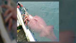 An adult male colossal squid being brought on board a fishing boat.