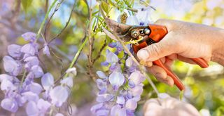 person pruning wisteria