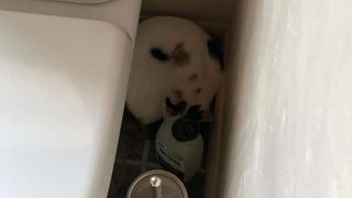 A calico cat curled up behind a toilet