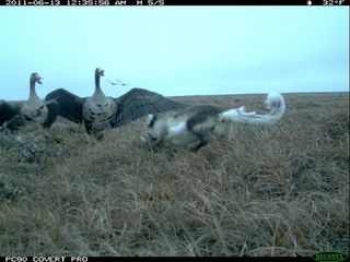 An Arctic fox charging a greater white-fronted goose nest defended by the adults, in the Prudhoe Bay oilfields.