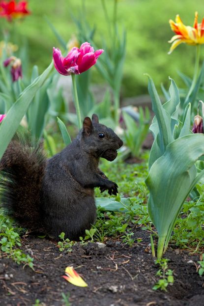 Squirrel In Flower Bulb Garden