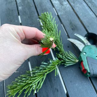 Christmas tree stems taken as cuttings with secateurs