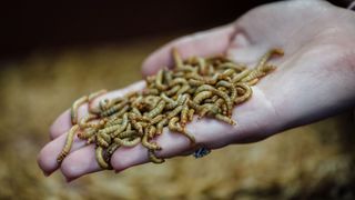 Mealworms