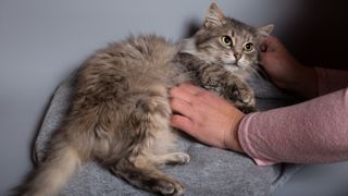 Tabby cat being stroked