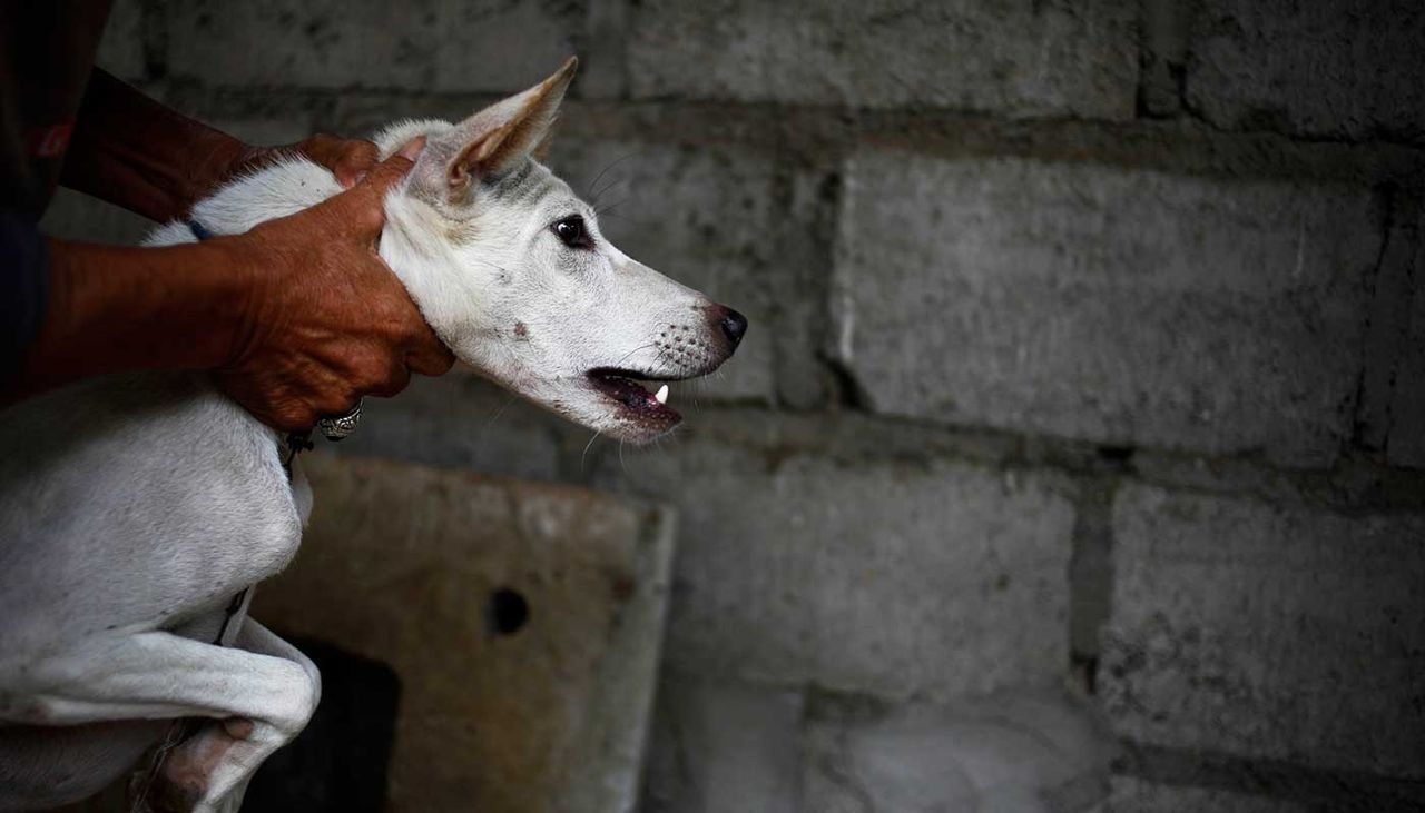 Rabid dog saliva has been used in a four-year-old boy’s homeopathic treatment