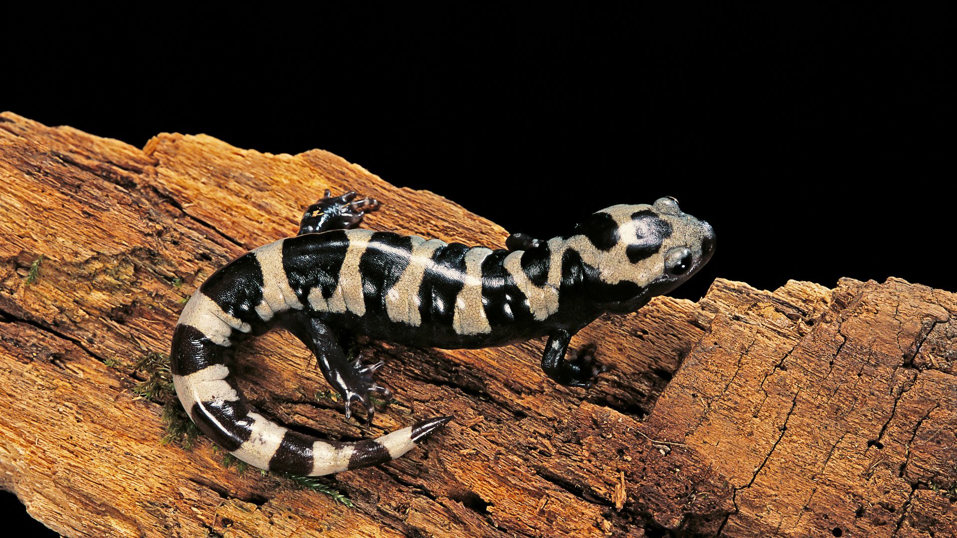 Black and beige Eastern tiger salamander
