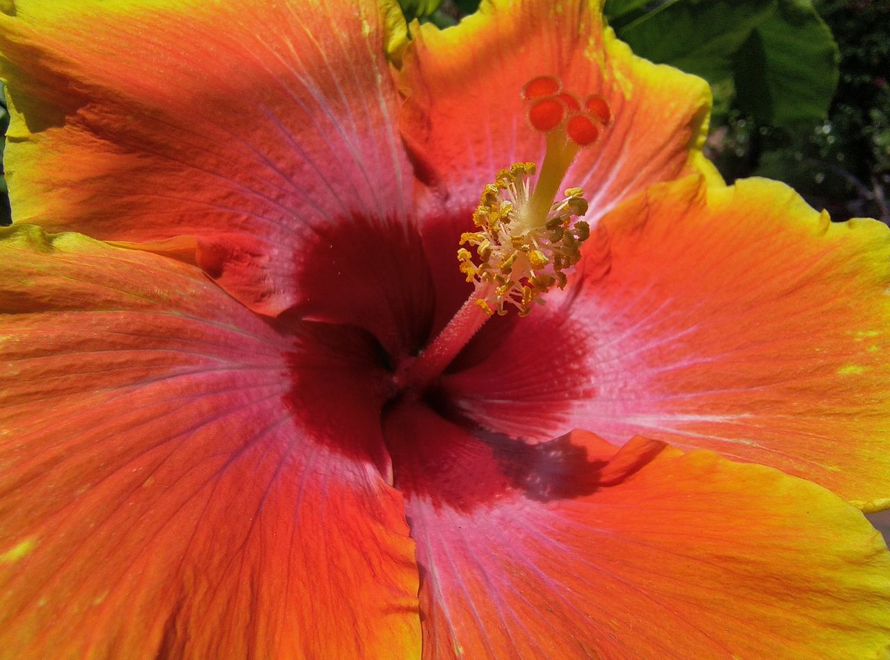 Image samples from Motorola Edge (2022) camera