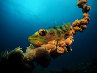 The goby fish seems to be looking right at the camera in this image by Jenny Stromvoll.
