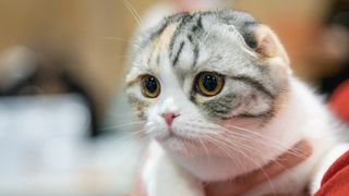 Scottish fold cat tabby