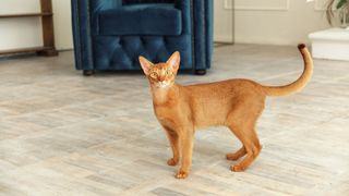 a sandy coloured cat stood on a tiled floor and a curious expression, has the look of a wildcat