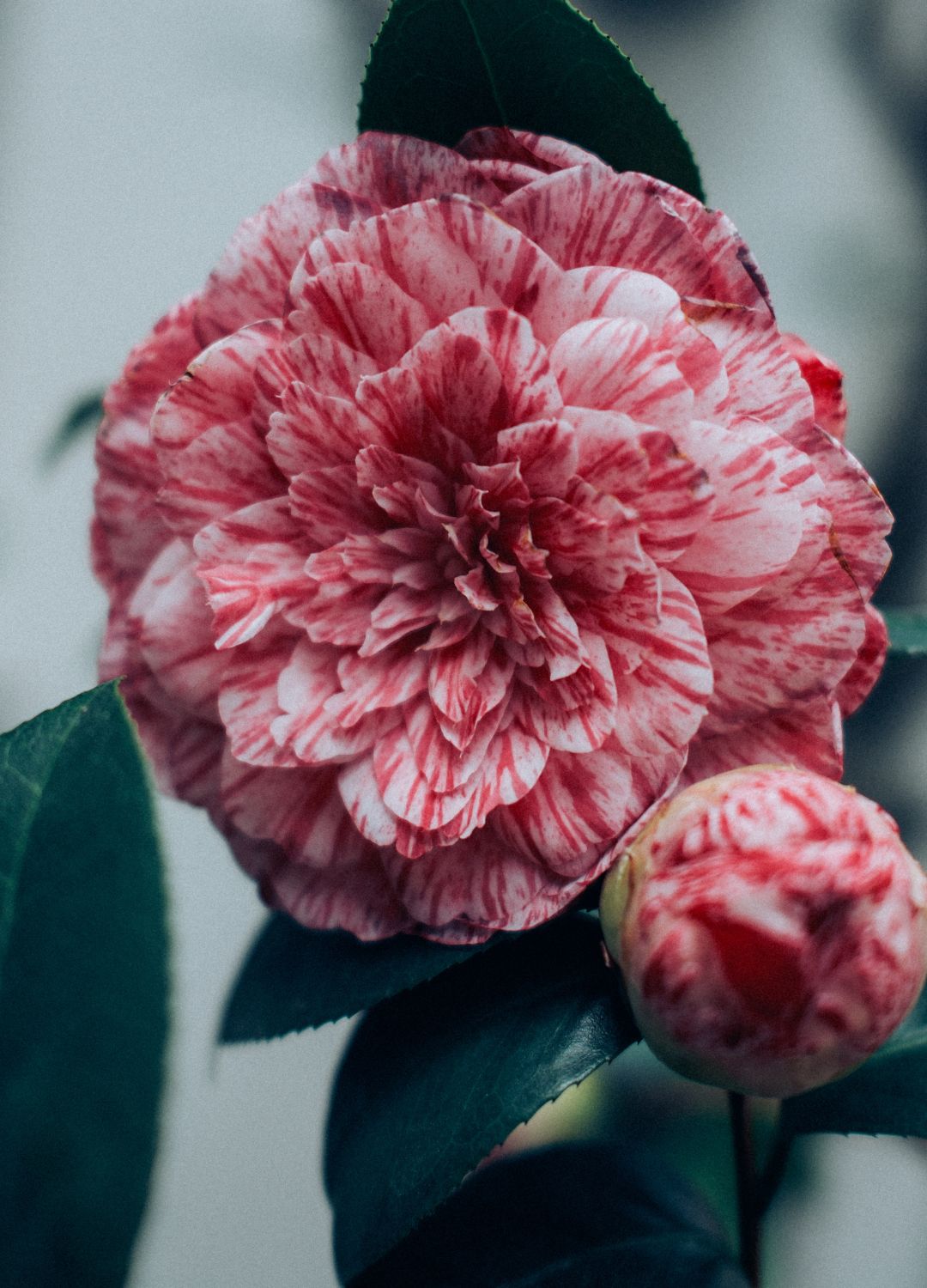 picture of camellias
