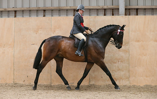 RIDING HORSE CHAMPIONSHIP CHAMPION&amp;#8232;343 HOT Gossip JESSICA GOODIER