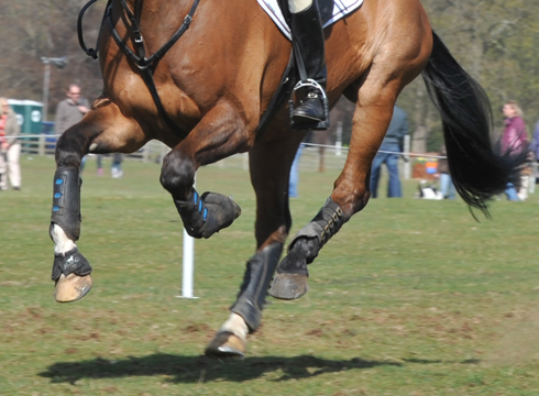 generic-eventing-horse-trials-2.jpg