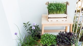 Top 10 Garden Trends: image of plants on balcony