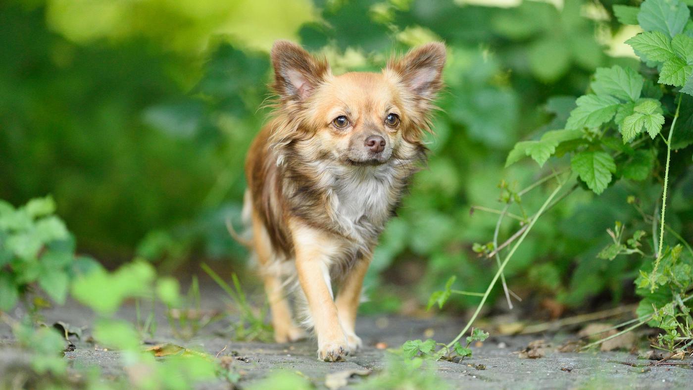 Long-haired chihuahua
