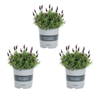 Walmart lavender plant