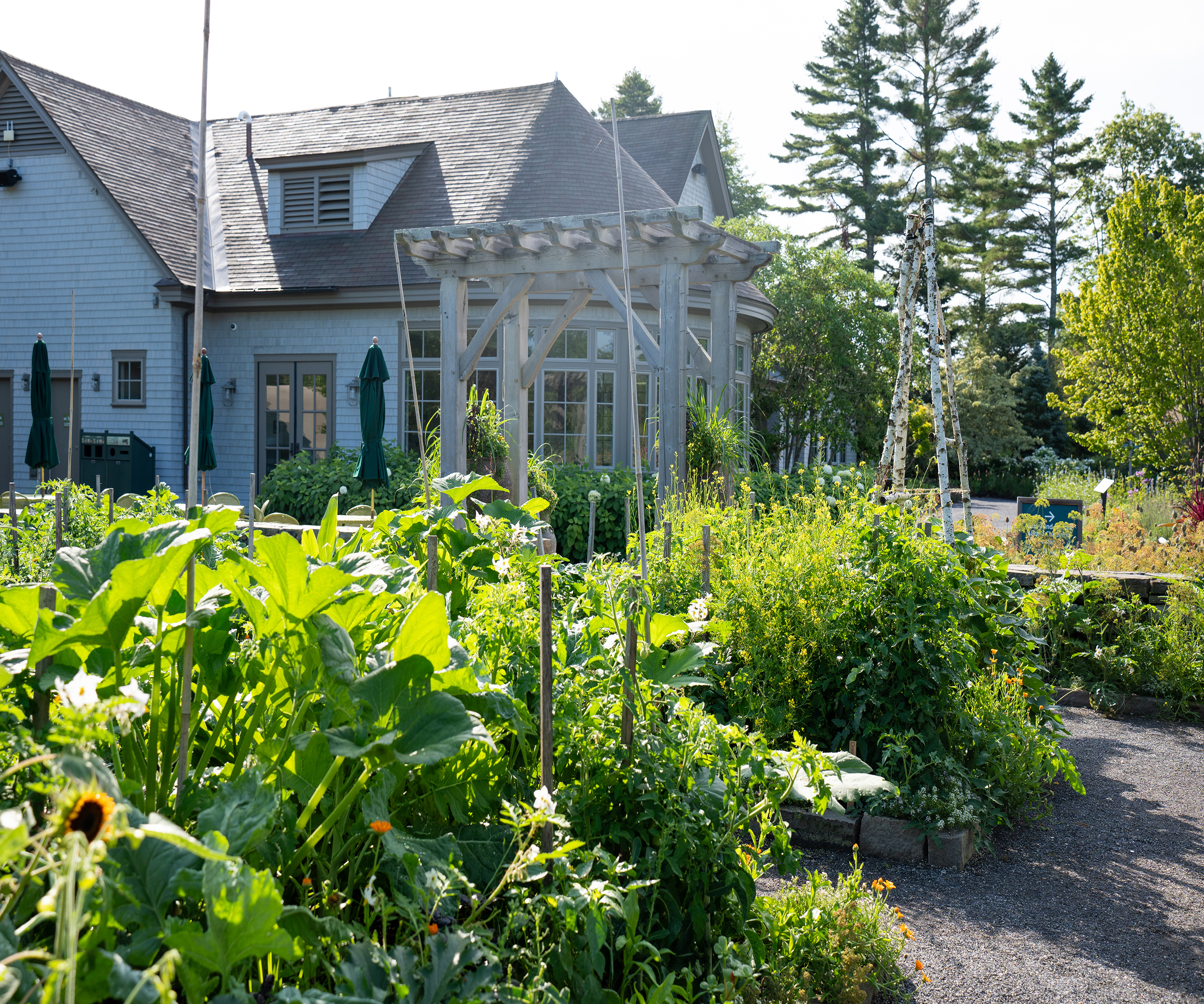 Plant growing in the Burpee kitchen garden at Coastal Maine Botanical Gardens