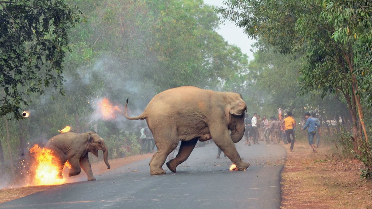 Elephant India