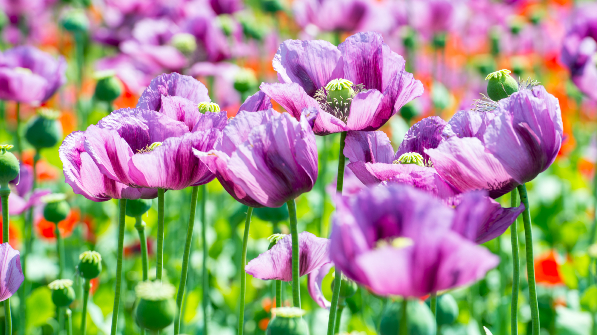field of lila poppy blossoms - opium poppy - papaver somniferum