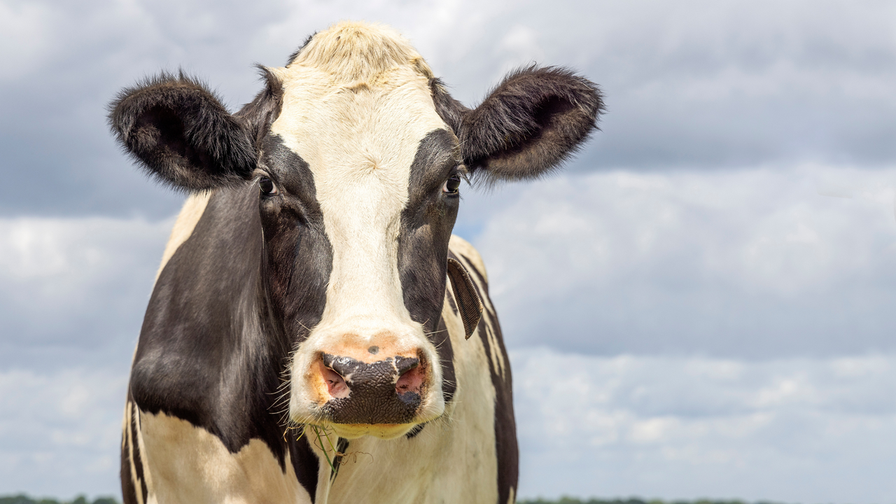 Black and white cow looking at the camera.