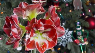 Flowering amaryllis with Christmas tree in background