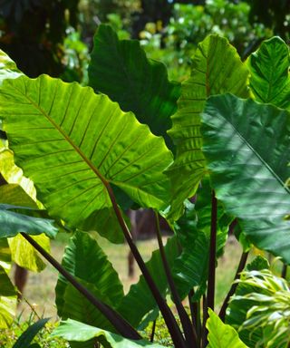 Large elephant ear bulbs growing in a garden