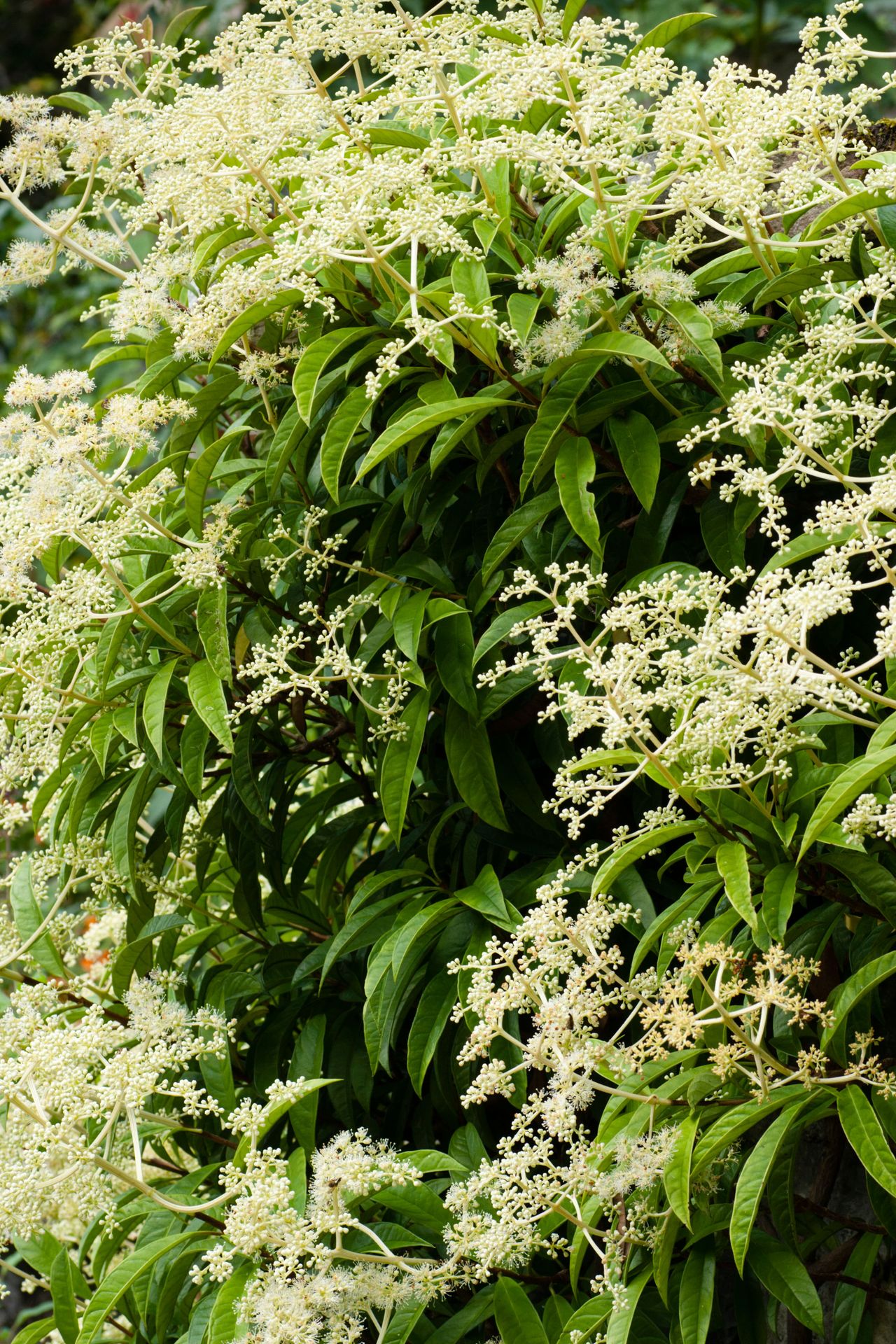 Best Evergreen Climbers:10 Evergreen Climbing Plants | Homes & Gardens