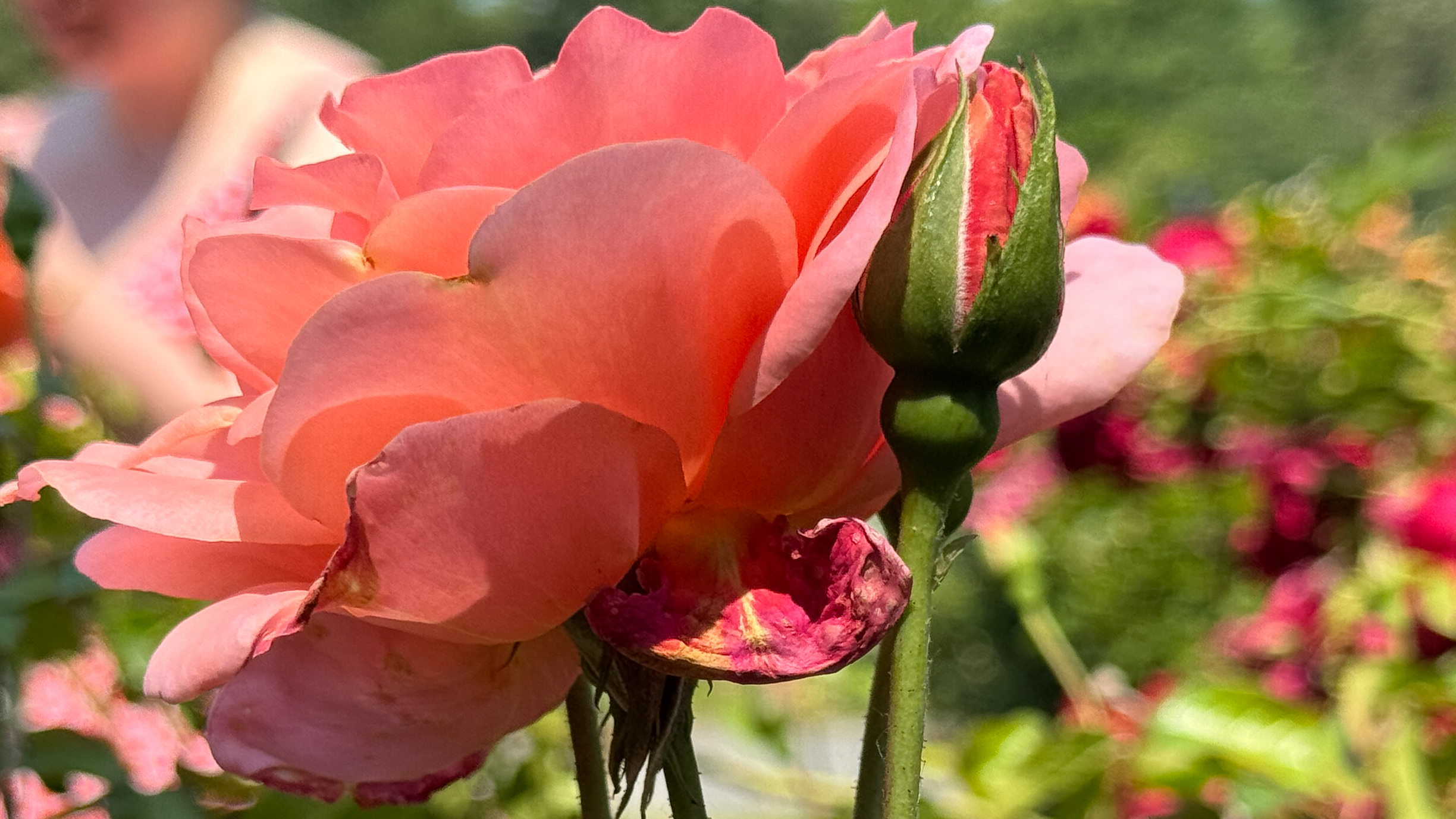 A pink flower photographed with the Apple iPhone 16 Pro Max