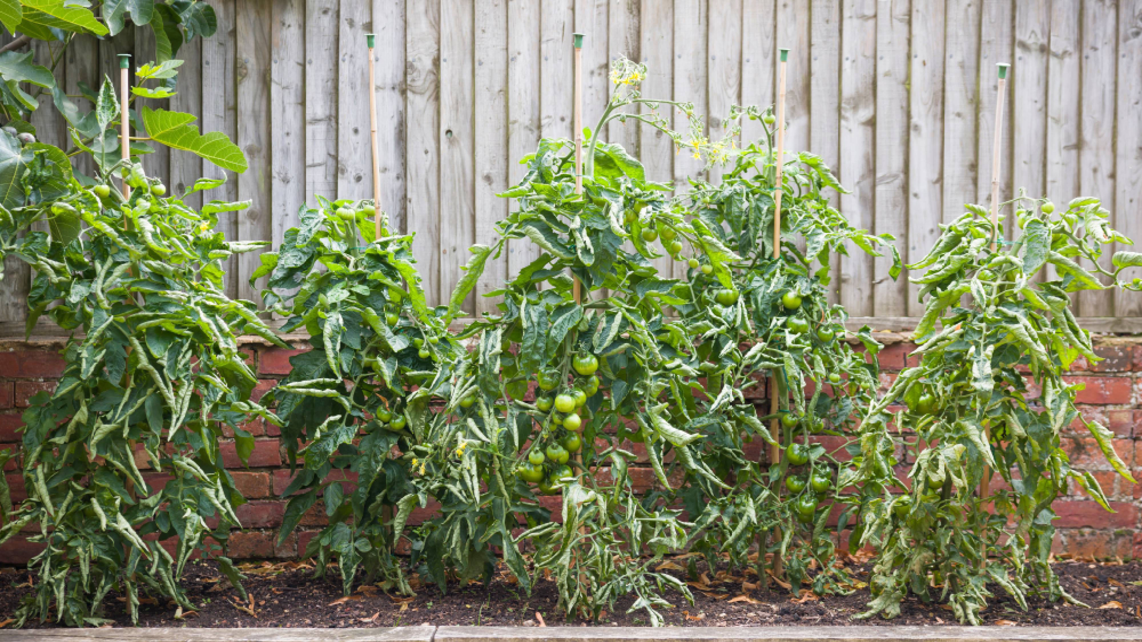 This is what's really causing your tomato leaves to curl — and how to actually fix it
