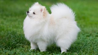 Pomeranian outside on the grass