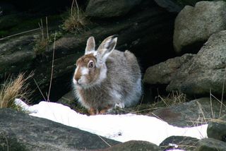 A mountain hare, pictured on Yellow Slacks (Photo: Bob Dadds/CC2.0)