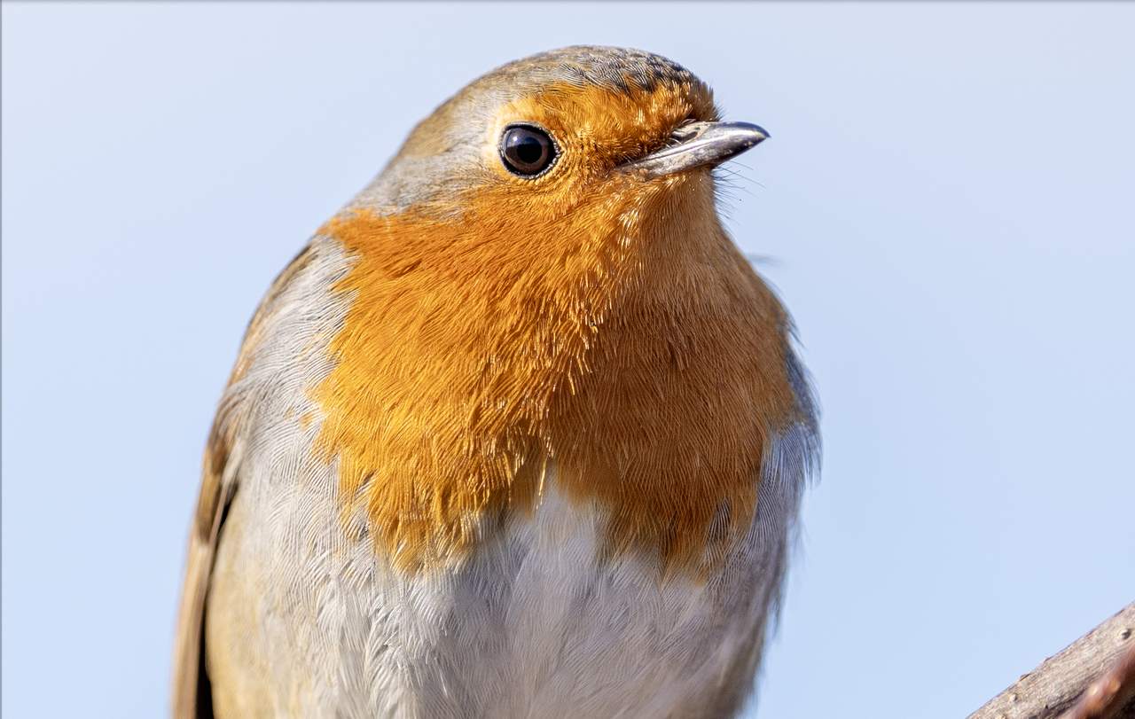 Robin against a blue sky
