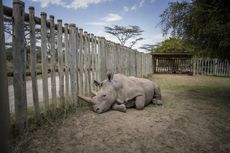 Scientists harvested eggs from the only two living northern white rhinos. Here, Najin recovers after her eggs are collected, while Fatu (Najin&rsquo;s daughter) undergoes the same procedure in another enclosure.