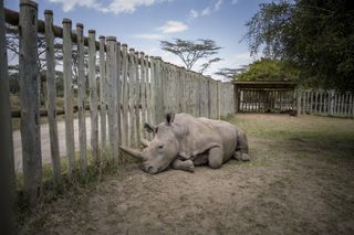 Scientists harvested eggs from the only two living northern white rhinos. Here, Najin recovers after her eggs are collected, while Fatu (Najin’s daughter) undergoes the same procedure in another enclosure.